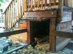 Stairs coop-8 Large